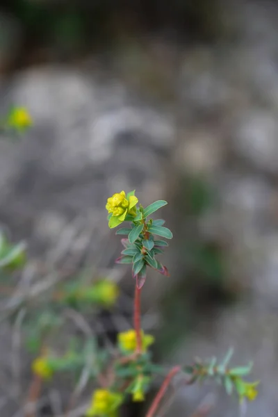 Spiny Spurge Flores Pequeñas Nombre Latino Euphorbia Spinosa — Foto de Stock