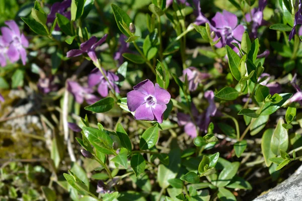 Lesser Periwinkle Atropurpurea Flowers Latin Name Vinca Minor Atropurpurea — Stock Photo, Image