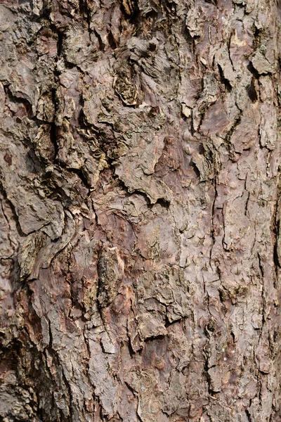 Lenço Árvore Latido Detalhe Nome Latino Davidia Involucrata Var Vilmoriniana — Fotografia de Stock