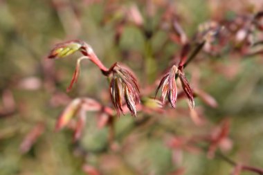 Japon akçaağacı yaprakları - Latince adı - Acer palmatum