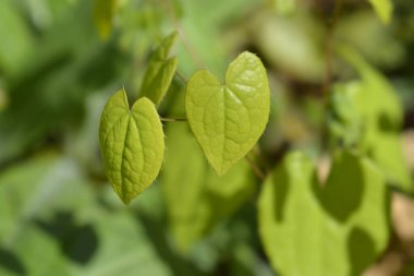 Alp otları yaprakları - Latince adı - Epimedium alpinum