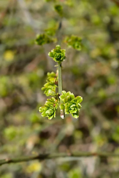 Winter Jasminblätter Lateinischer Name Jasminum Nudiflorum — Stockfoto