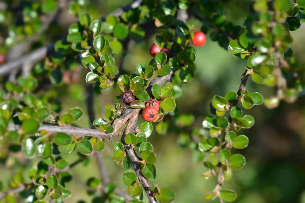 Branche Cotoneaster Rock Nom Latin Horizontalis Cotoneaster — Photo