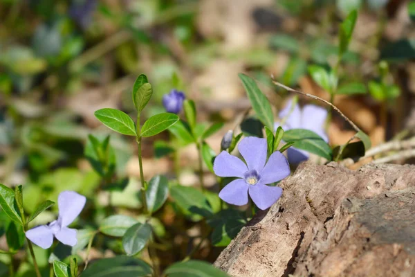 Μικρότερο Λουλούδι Periwinkle Λατινική Ονομασία Vinca Minor — Φωτογραφία Αρχείου