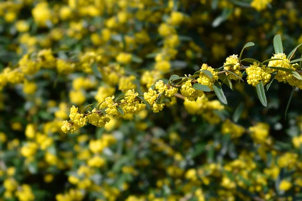 Branche Épine Vinette Fleurs Nom Latin Berberis Julianae — Photo