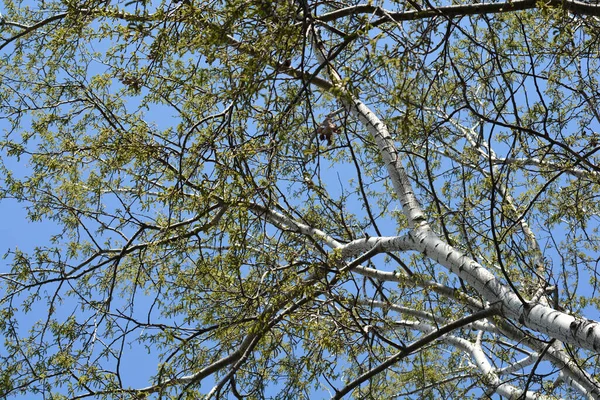 White Poplar Branches Flowers Latin Name Populus Alba — Stock Photo, Image