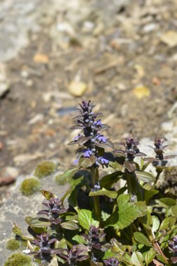 Bugle Çok Renkli Çiçekler - Latince adı - Ajuga Reptans Multicolor