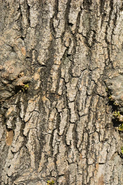 Detalle Corteza Arce Boxelder Nombre Latino Acer Negundo — Foto de Stock