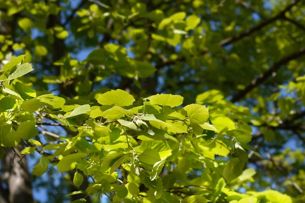 Φύλλα Λάιμ Πλατύφυλλα Λατινική Ονομασία Tilia Platyphyllos — Φωτογραφία Αρχείου