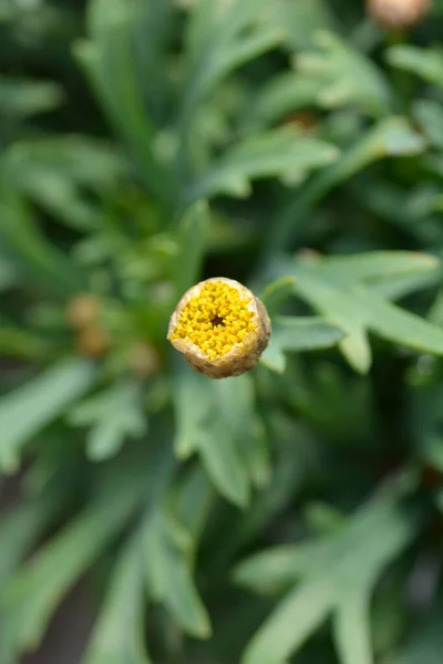 Marguerite Daisy Flower Bud Латинское Название Argyranthemum Frutescens — стоковое фото