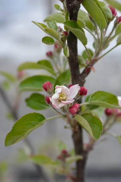 Elstarりんごの葉と花 ラテン語名 Malus Domestica Elstar — ストック写真