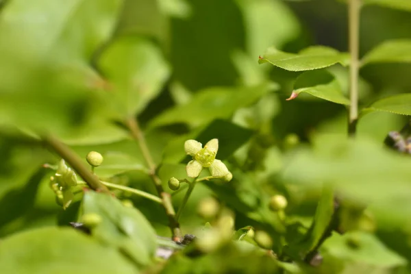 Hořící Keře Malé Květiny Latinské Jméno Euonymus Alatus — Stock fotografie