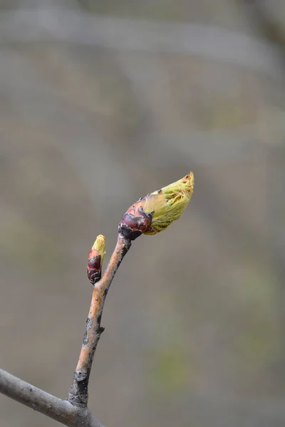 Tomurcuklu Bir Mendil Dalı Latince Adı Davidia Involucrata Var Vilmoriniana — Stok fotoğraf