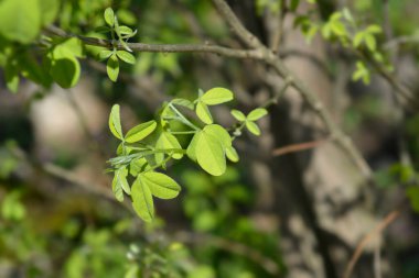 Dalmaçyalı laburum yaprakları - Latince adı - Petteria ramentacea