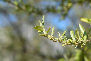 Çiçek tomurcuklu sonbahar zeytin dalı - Latince adı - Elaeagnus umbellata
