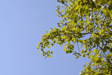 Lombardy kavak dalları mavi gökyüzüne karşı Latince adı Populus nigra var. italica