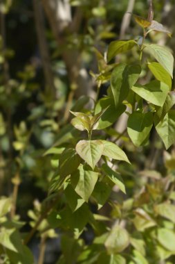 Leylak yaprakları - Latince adı - Şırınga bayağılığı