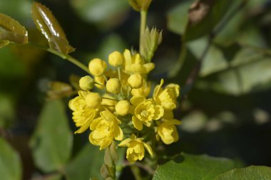 Oregon üzümü - Latince adı - Berberis aquifolium (Mahonia aquifolium)