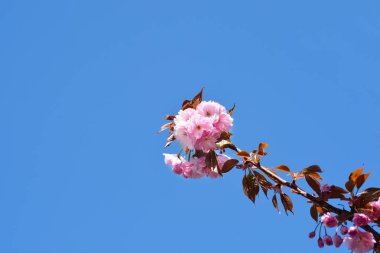 Mavili gökyüzüne karşı Japon kiraz çiçeği açan Kanzan dalı - Latince adı - Prunus serrulata Kanzan