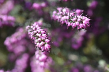 Darley Dale Heath - Latince adı Erica * Darleyensis Darley Dale