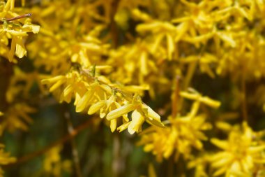 Ağlayan sarı çiçekler - Latince adı - Forsythia asması