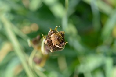 Yaz Asphodel çiçekleri - Latince adı - Asphodelus aestivus