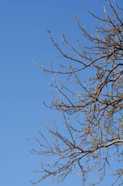 Mavi gökyüzüne karşı yeni yaprakları olan beyaz kavak dalları - Latince adı - Populus alba