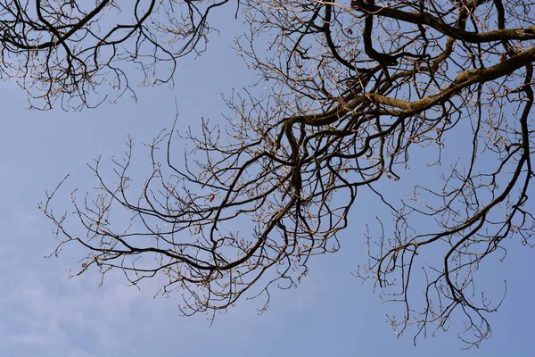 Englische Eiche Mit Knospen Vor Blauem Himmel Lateinischer Name Quercus — Stockfoto