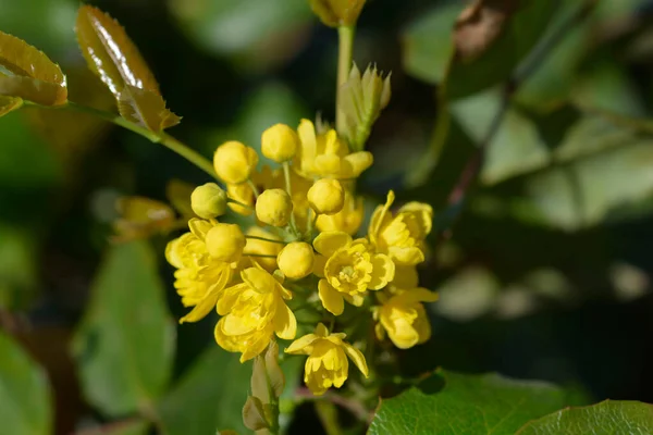 Орегонський Виноград Латинська Назва Berberis Aquifolium Mahonia Aquifolium — стокове фото