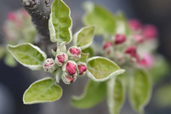 Jablečně Zelené Senzační Květiny Latinský Název Malus Domestica Green Sensation — Stock fotografie