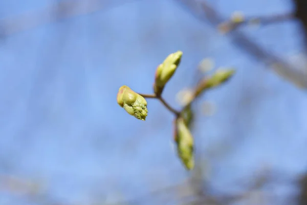 Yaprak Tomurcukları Olan Küçük Yapraklı Kireç Dalı Latince Adı Tilia — Stok fotoğraf