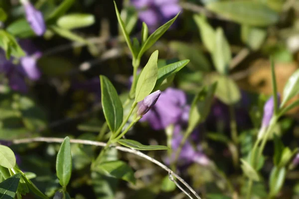 Lesser Periwinkle Atropurpurea Blütenknospe Lateinischer Name Vinca Minor Atropurpurea — Stockfoto