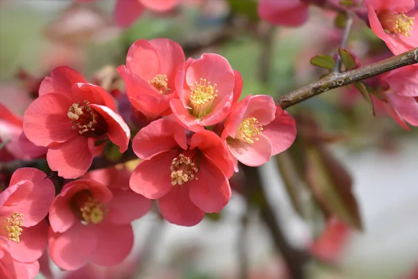 Japońska Pigwa Kwitnąca Łacińska Nazwa Chaenomeles Japonica — Zdjęcie stockowe