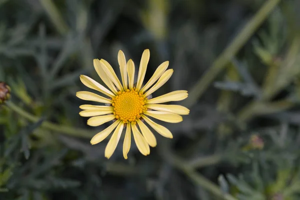 Světle Žlutá Marguerite Daisy Latinský Název Argyranthemum Frutescens — Stock fotografie