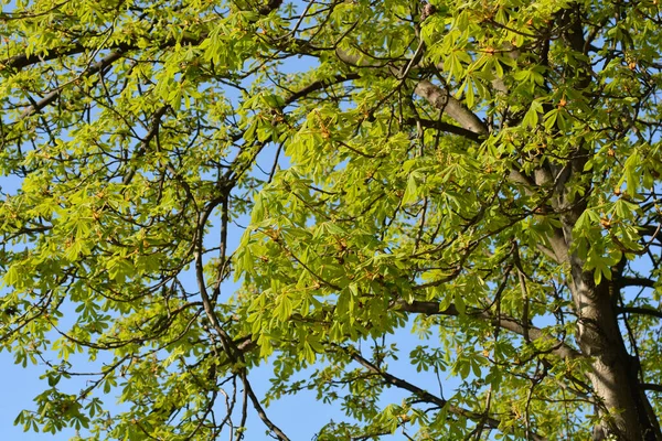 Rosskastanienzweige Mit Neuen Blättern Und Blütenknospen Lateinischer Name Aesculus Hippocastanum — Stockfoto