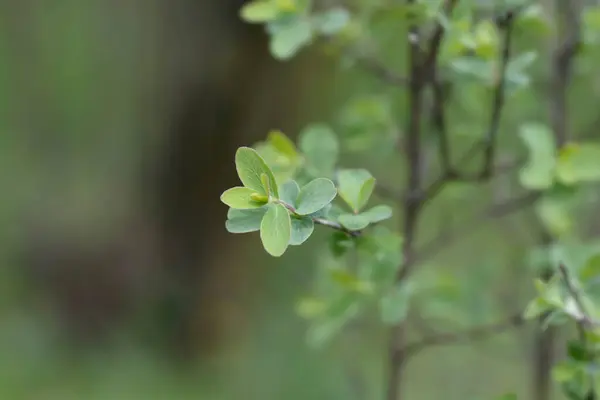 Μικρά Φύλλα Αγιόκλημα Λατινική Ονομασία Lonicera Microphylla — Φωτογραφία Αρχείου
