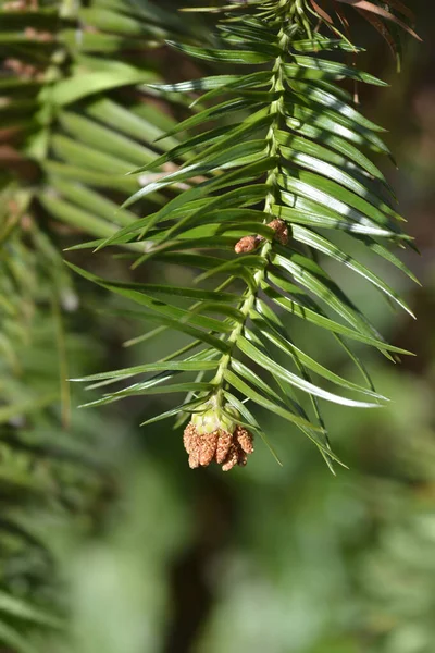 Kínai Fenyő Latin Név Cunninghamia Lanceolata — Stock Fotó