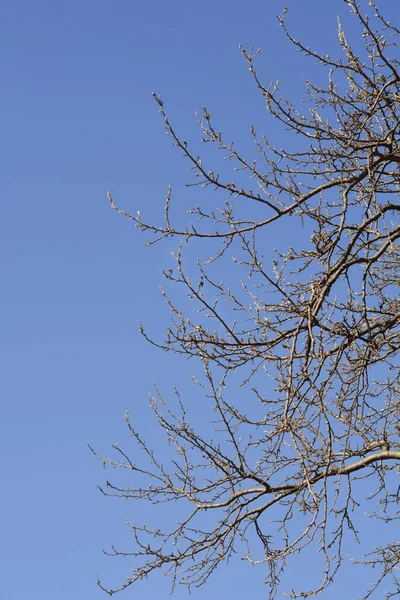 Ramos Álamo Branco Com Novas Folhas Contra Céu Azul Nome — Fotografia de Stock