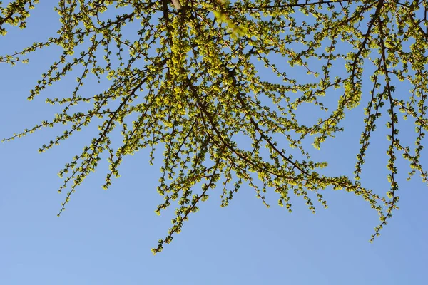 Branches Arbre Ginkgo Avec Nouvelles Feuilles Contre Ciel Bleu Nom — Photo