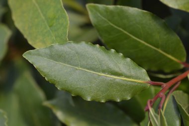 Laurel Latince adı Laurus Nobilis 'i terk ediyor.