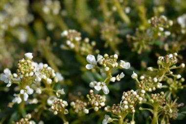 Evergreen Candy - Latince adı - İberis sempervirens