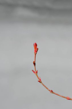 Katsura Japon akçaağaç dalı yeni yapraklarla Latince adı Acer palmatum Katsura