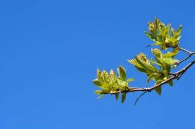 Amur akçaağaç dalları mavi gökyüzüne karşı Latince adı Acer tataricum subsp. ginnala