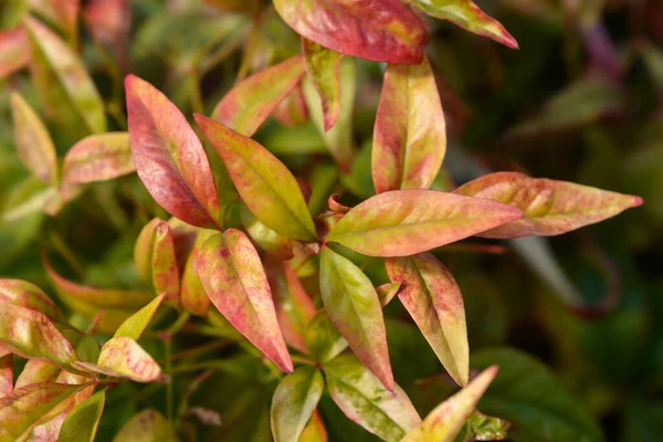 Heavenly Bamboo Fire Power Leaves Latin Name Nandina Domestica Fire — Stock Photo, Image