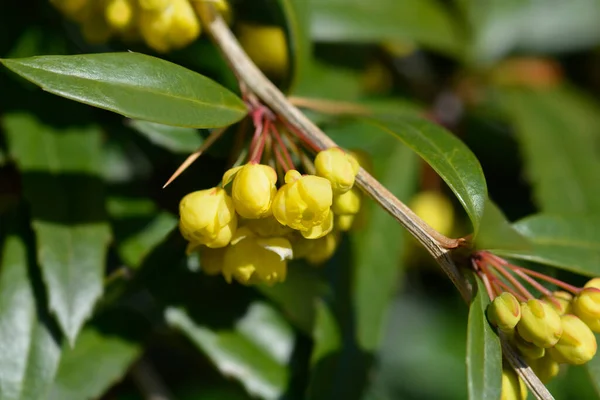 Wintergreen Barberry Flowers Latin Name Berberis Julianae — Stock Photo, Image