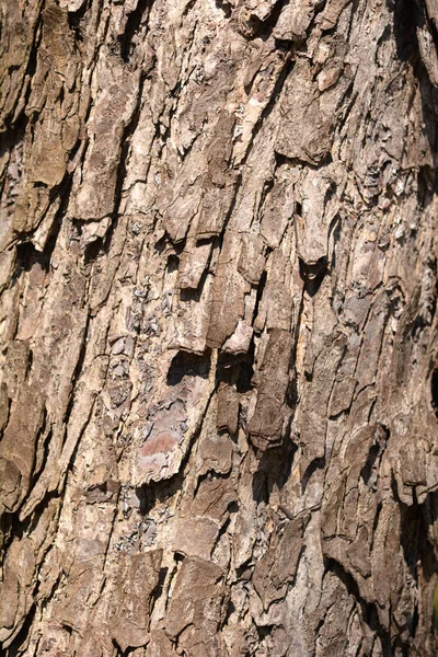 Turkish Hazel Bark Detail Латинское Название Corylus Colurna — стоковое фото