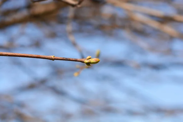 Норвегія Гілка Клен Глобосума Буд Латинською Назвою Acer Platanoides Globosum — стокове фото