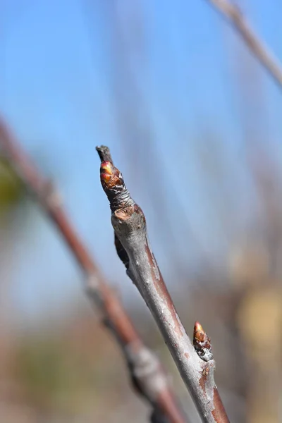 Tomurcuklu Kiraz Dalı Latince Adı Prunus Avium — Stok fotoğraf