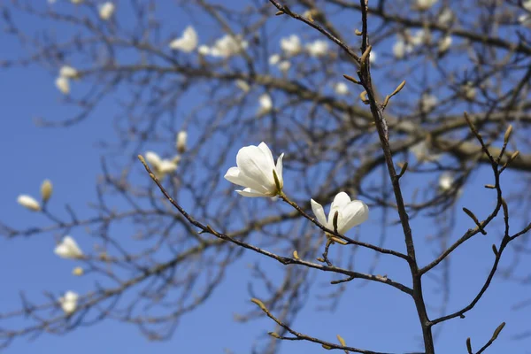 White Magnolia Soulangeana Hybrids Latin Name Magnolia Soulangeana — Stock Photo, Image
