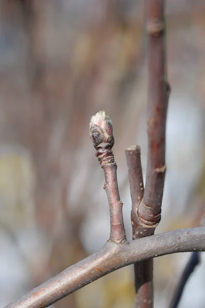 Філіал Яблук Буд Латинською Назвою Malus Domestica — стокове фото